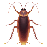 Apple design of the cockroach emoji verson:ios 16.4
