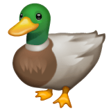 Whatsapp design of the duck emoji verson:2.23.2.72
