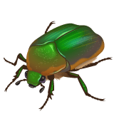 Whatsapp design of the beetle emoji verson:2.23.2.72