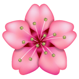 Whatsapp design of the cherry blossom emoji verson:2.23.2.72