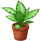 Whatsapp design of the potted plant emoji verson:2.23.2.72